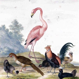 May include: A pink flamingo stands in the foreground of a watercolor painting.  A brown and white bird, a black and red rooster, a brown hen, and a black hen are also depicted in the painting.