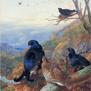 Black Grouse in The Glen by A. Thorburn Accent Tile Mural Kitchen Bathroom Wall Backsplash Behind Stove Range Sink One Tile Ceramic