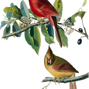 May include: A male and female Northern Cardinal perched on branches. The male is red with a black mask, and the female is a muted yellow-brown with a red crest.