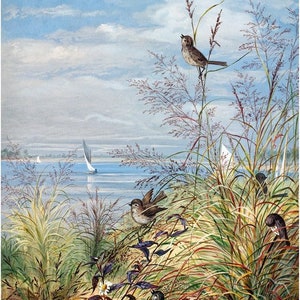 May include: A watercolor painting of a coastal scene with birds perched on tall grasses. The birds are brown and gray with long tails. The background shows a body of water with a sailboat in the distance. The sky is blue with white clouds.