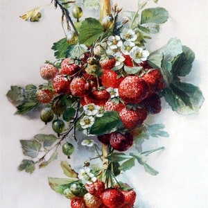 Puede incluir: Ilustración en acuarela de un racimo de fresas maduras, grosellas y flores blancas, atado con una cinta amarilla. Las fresas son rojas, con hojas y bayas verdes. Tema botánico.