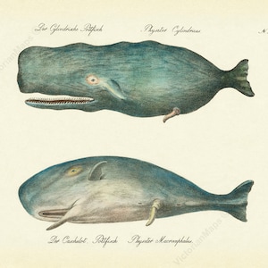 Sperm Whale cachalot antique Georgian engraving Brodtmann 1816 art print poster best gift present souvenir wild marine animal aquatic mammal