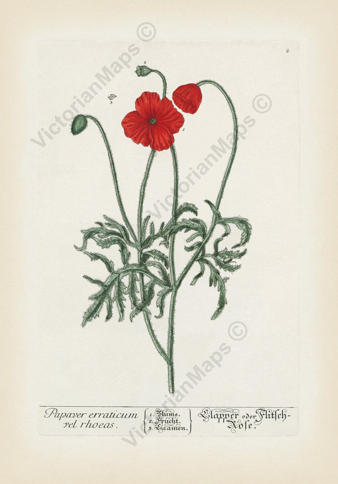 Antique Common Red Poppy Botanical Art Print Wall Decor Poster A ...