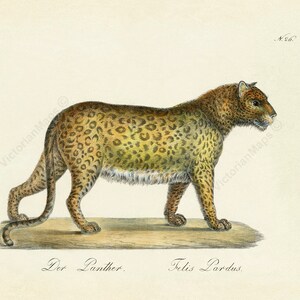 Puede incluir: Una ilustración vintage de un leopardo, representado de perfil, sobre un fondo marrón claro. El leopardo está de pie sobre una plataforma de madera. El texto "Der Panther. Felis Pardus." está escrito debajo de la imagen.