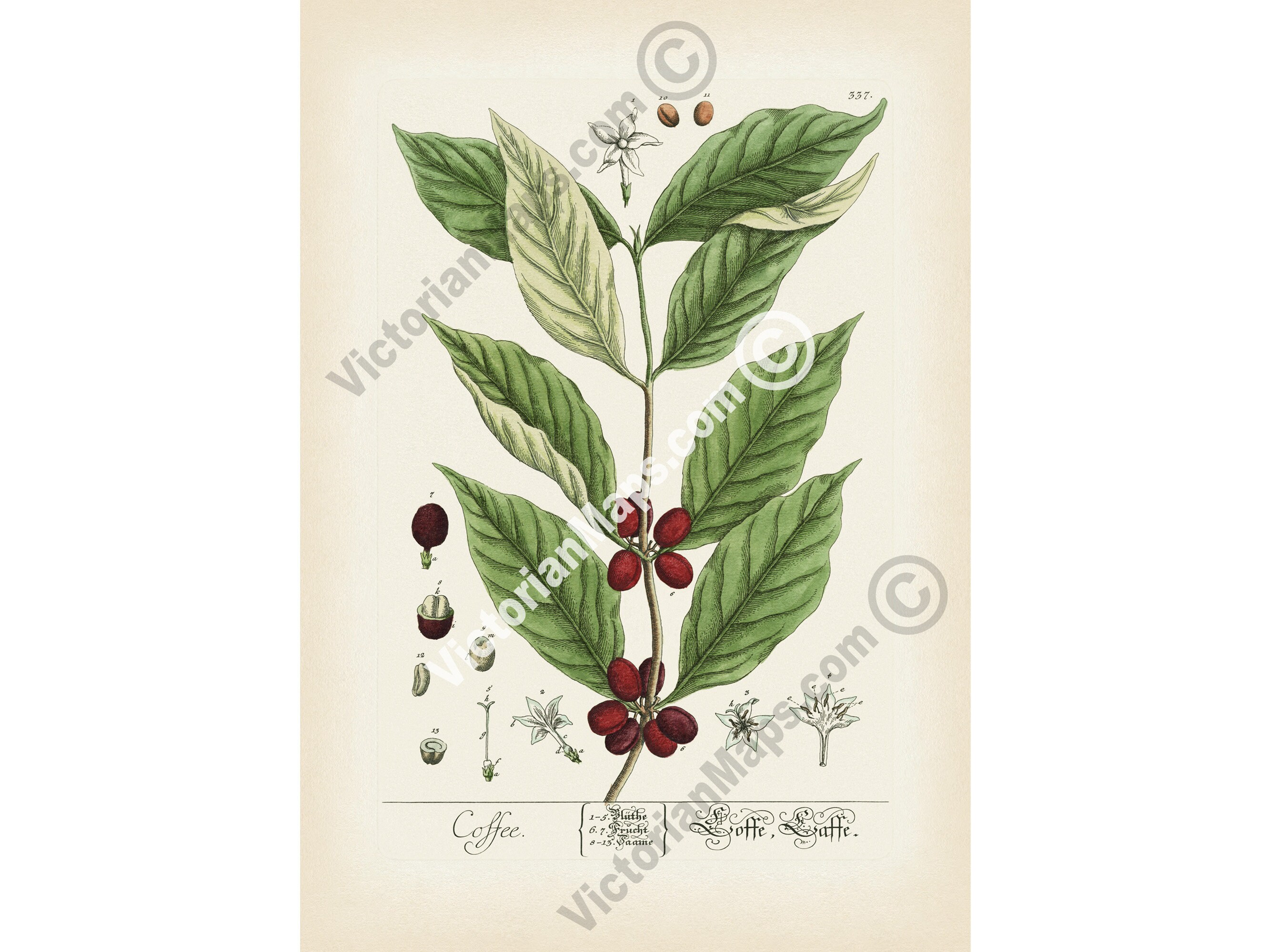 Coffee Bean Plant Flower