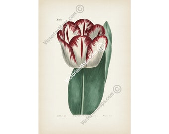 Antique Didier's Garden Tulip botanical art print wall decor poster Curtis Magazine 1808 engraving flower Tulipa Gesneriana botanist gift
