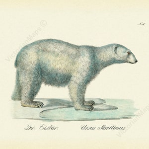 Polar Bear Ursus maritimus antique Georgian engraving Brodtmann 1816 art print poster best gift present souvenir wild animal predator arctic