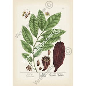 Cacao cocoa tree Theobroma chocolate plant flower fruit pod bean botanical engraving Elizabeth Blackwell 1737 art print poster gift present