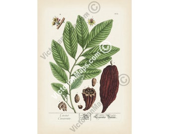 Antique Cacao cocoa plant botanical art print wall decor poster E Blackwell 1737 engraving herbal flower fruit bean Theobroma chocolate gift