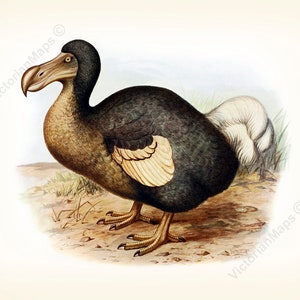 Dodo Dronte Raphus cucullatus extinct bird antique engraving Frohawk 1905 art print poster gift present souvenir birdwatcher avian Mauritius