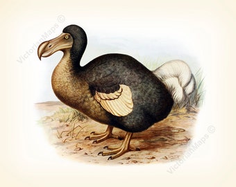 Dodo Bird antique engraving art print wall decor poster Frohawk 1905 extinct Dronte Raphus cucullatus museum grade natural history gift