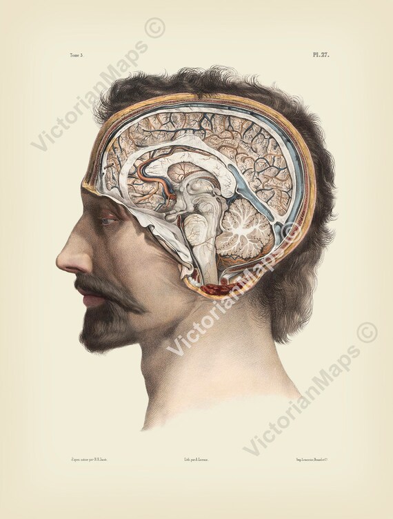 Coupe transversale de la tête montrant le cerveau et le cervelet ...