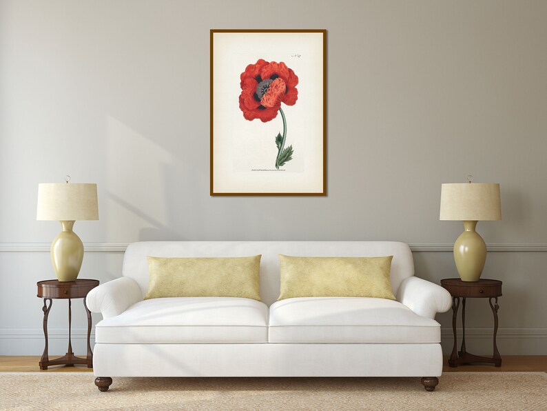 Antique Red Oriental Eastern Poppy botanical art print wall decor ...