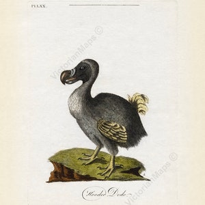 Dodo Dronte Raphus cucullatus, ave extinta, grabado antiguo, Latham, 1781, impresión artística, póster, regalo, presente, recuerdo, observador de aves, aviar, Mauricio