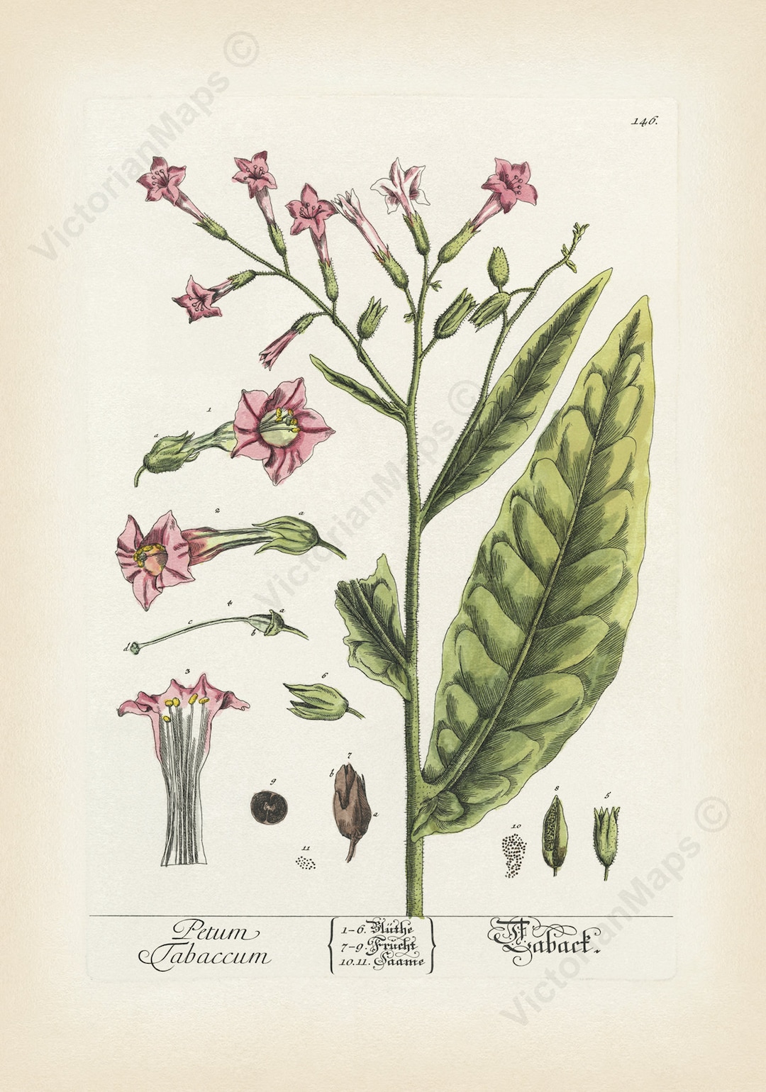 Antique Cultivated Tobacco Botanical Art Print Wall Decor Poster E.  Blackwell 1737 Engraving Herbal Flower Nicotiana Tabacum Petum Tabaccum