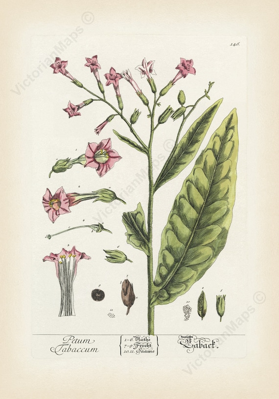 Antique Cultivated Tobacco Botanical Art Print Wall Decor Poster E.  Blackwell 1737 Engraving Herbal Flower Nicotiana Tabacum Petum Tabaccum