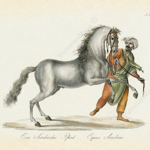 Arabian Horse & Rider antique Georgian engraving Karl Brodtmann 1816 art print poster gift present souvenir equine equestrian riding racing