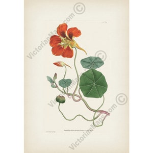Tropaeolum Majus nasturtium Indian cress antique flower engraving Curtis Botanical Magazine 1787 art print poster gift souvenir present