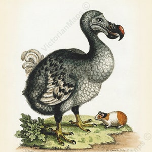 Dodo Dronte Raphus cucullatus extinct bird antique engraving G. Edwards 1758 art print poster gift present souvenir birdwatching Mauritius