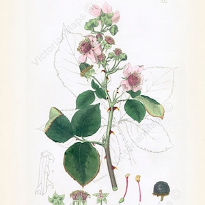 Common Blackberry Rubus fruticosus antique Victorian botanical engraving W. Baxter 1830 art print poster gift British plant flower berries