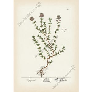 Thyme Thymus aromatic herb plant flower old antique botanical engraving Elizabeth Blackwell 1737 art print poster herbal gift garden present