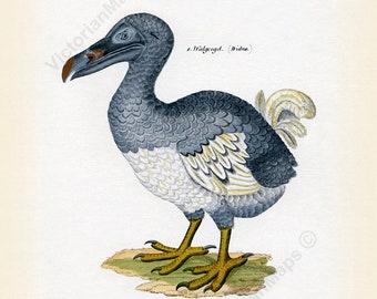 White Dodo Illustration, Antique Dodo Bird Painting, Extinct Bird Print ...