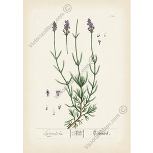 Lavender Lavandula Lavendula plant flower antique botanical engraving Elizabeth Blackwell 1737 art print poster herbal gift garden present