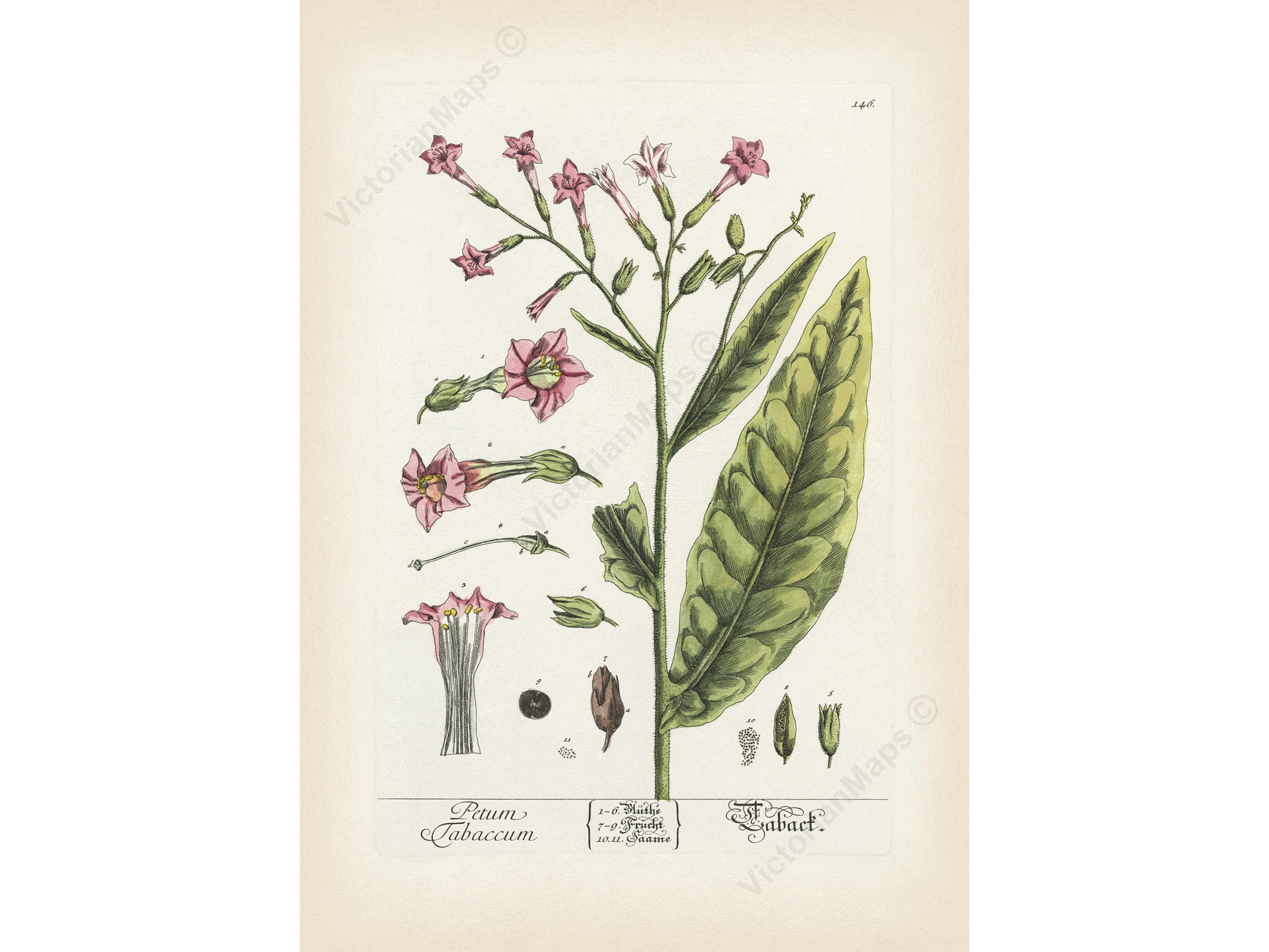 Antique Cultivated Tobacco Botanical Art Print Wall Decor Poster E