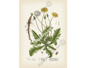 Antique Dandelion botanical art print wall decor poster Blackwell 1737 engraving wild flower Taraxacum officinale dens leonis gift gardener