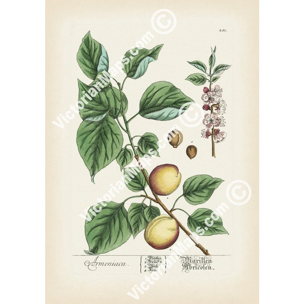 Apricot plant flower fruit Prunus armeniaca antique botanical engraving Elizabeth Blackwell 1737 art print poster gift vegetarian present