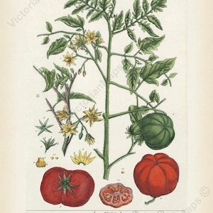 May include: A vintage botanical illustration of a tomato plant with green leaves, yellow flowers, and red and green tomatoes. The illustration is labeled "Amoris Pomum" and "Liebs-Nevfel".