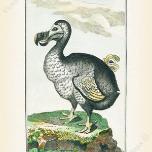 Dodo Dronte Raphus cucullatus extinct bird antique engraving Buffon 1775 art print poster gift present souvenir birdwatcher avian Mauritius
