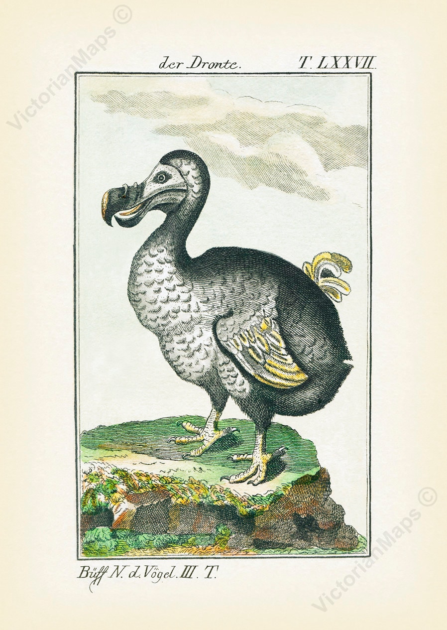 Am I Extinct, Or What? (Dodo Bird Portrait) Ceramic Tile