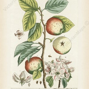 Apple tree flowering plant fruit Malus sativa antique botanical engraving Elizabeth Blackwell A Curious Herbal 1737 art print poster gift