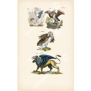 Phoenix Harpy Griffin Pelican mythical creature monster beast engraving Historiae Naturalis Merian 1657 art print poster gift animal present