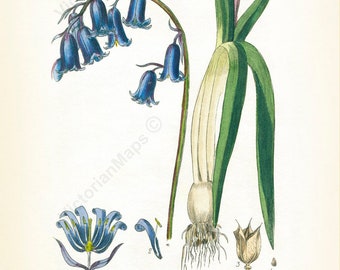 Common Bluebell Hyacinthus Non-scriptus Hare-bell antique Victorian botanical W. Baxter 1830 art print poster gift present British flower