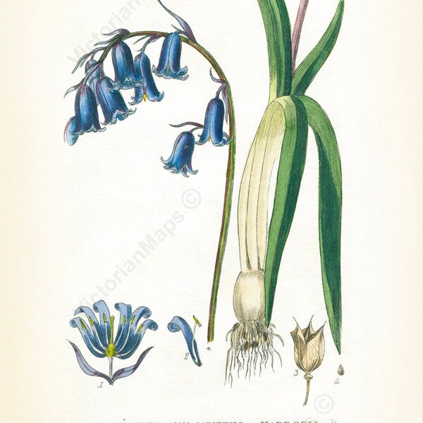 Common Bluebell Hyacinthus Non-scriptus Hare-bell antique Victorian botanical W. Baxter 1830 art print poster gift present British flower