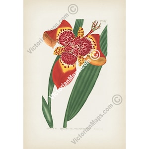 Puede incluir: Una ilustración botánica vintage de una flor roja y amarilla con hojas verdes. La flor tiene un patrón de manchas y está representada en un estilo realista. La imagen está titulada "PLATE 322".