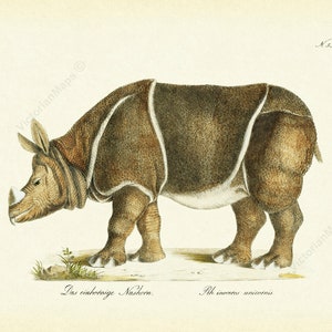 Indian Rhino Rhinoceros unicornis antique Georgian engraving Brodtmann 1816 art print poster gift present souvenir endangered wild animal