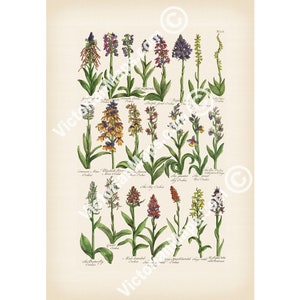 Orchids flowering plants old antique botanical engraving British Herbal John Hill 1756 art print poster nature flower gift present gardener