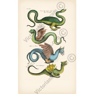 Dragon Species draco beast monster flying serpent antique engraving N1 Historiae Naturalis Merian Jonston 1657 art print poster gift present