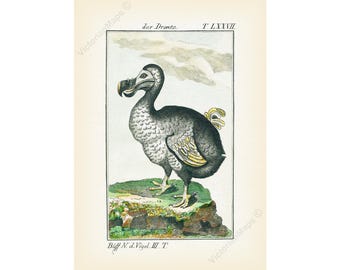 Antique Dodo Bird art print wall decor poster Buffon 1775 engraving extinct Raphus cucullatus museum grade gift birdwatcher ornithology