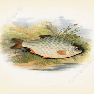 Roach Fisch Antique Victorian Gravur British Fishes W Haughton 1879 Kunstdruck Plakat Geschenk Andenken Angeln Fischer Angler