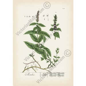 Mint Mentha spicata spearmint plant flower antique botanical engraving Elizabeth Blackwell 1737 art print poster herbal gift garden present