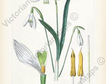 Snowdrops Galanthus nivalis flowering plant antique Victorian botanical engraving art print poster British flower gift present souvenir UK