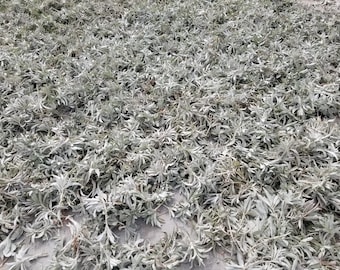 5ポンドのホワイトセージのクラスター、