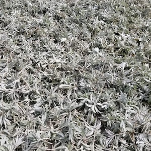 1 Lb of California White Sage Clusters | Free U.S. shipping