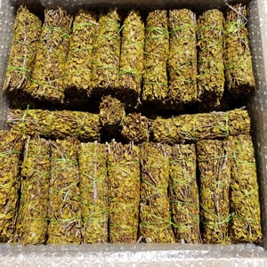 Bündel von 100 Kreosot-Stäbchen, handverlesenen, wild geformten, frischen Wüstenregen von Arizona