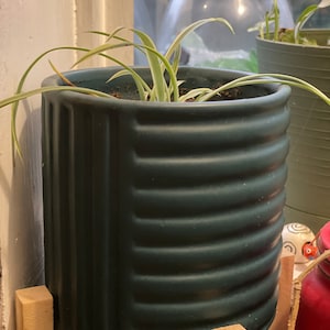 Spider Plant bare root plants