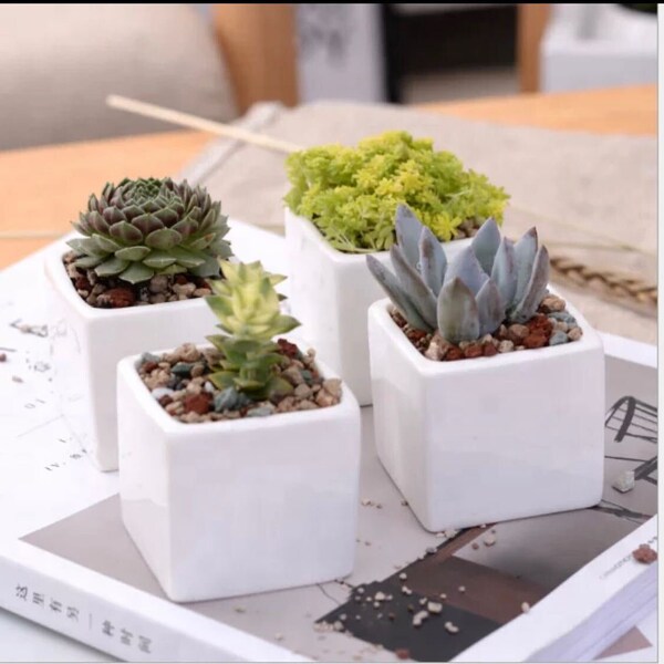 Wholesale Succulents Etsy